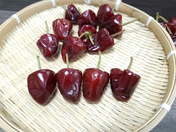 博辣草莓椒2號1